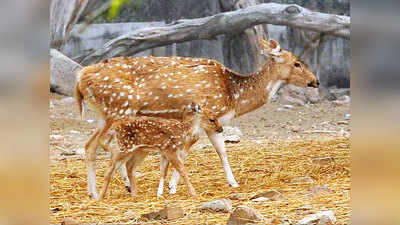 ओडिशा: फोनी के दौरान बालूखंड-कोणार्क अभयारण्य से लापता हुए हिरणों का पता चला