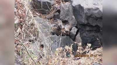 मध्‍य प्रदेश:  इस हफ्ते 11 बाघ शावकों के जन्‍म ने फैलाई खुशियां