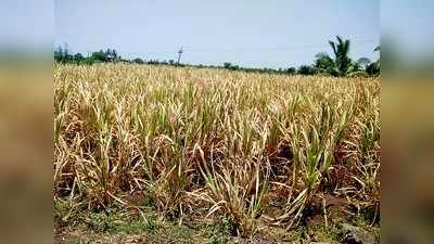 ಕೃಷ್ಣೆಗೆ ಬಾರದ ನೀರು, ಬಾಡುತ್ತಿರುವ ಬೆಳೆ