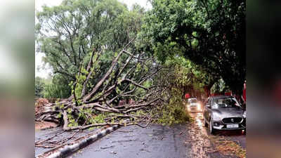 पेड़ से घायल होने पर ₹50,000, मौत हुई तो ₹1 लाख मुआवजा देगा ठेकेदार