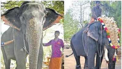 ഇന്ദിരയെ കേശവനാക്കി; ചെർപ്പുളശ്ശേരിയിൽ ആനമാറാട്ടം