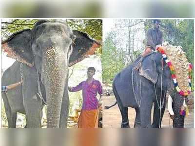 ഇന്ദിരയെ കേശവനാക്കി; ചെർപ്പുളശ്ശേരിയിൽ ആനമാറാട്ടം