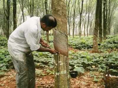 ರಬ್ಬರ್‌ ಧಾರಣೆ ಏರಿಕೆ: ಬೆಳೆಗಾರರಲ್ಲಿ ಸಂತಸ