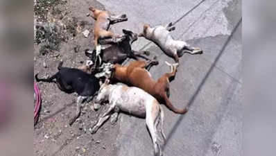 गुजरात: जहर देकर 6 कुत्तों की हत्या, दो के खिलाफ केस दर्ज