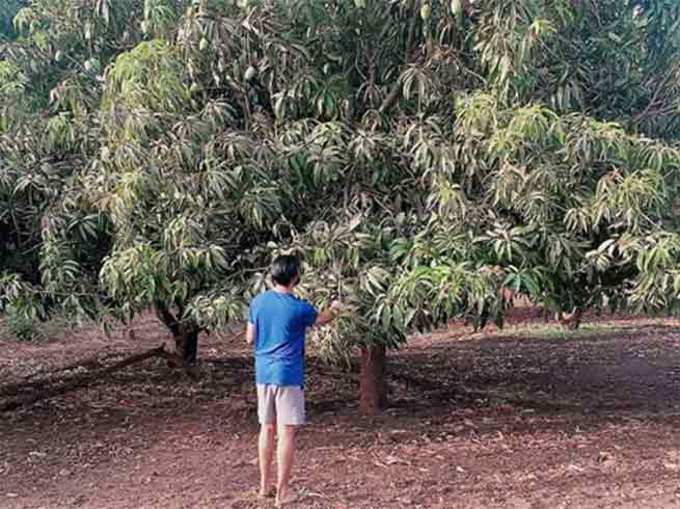 रविंद्र जडेजा तोडतोय आंबे