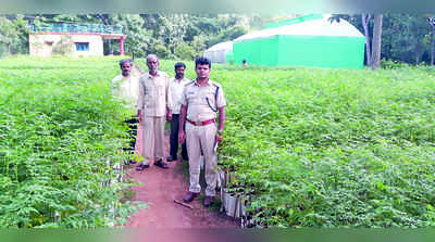 ತಾಲೂಕು ಹಸಿರೀಕರಣಕ್ಕೆ 5 ಲಕ್ಷ ಸಸಿ