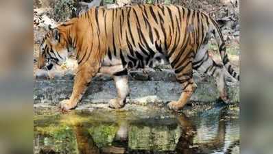 जाल में फंसकर 9 साल के दौरान 24 बाघों और 114 तेंदुओं की दर्दनाक मौत
