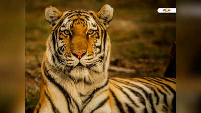 নামেই Save Tiger, ৯ বছরে চোরাশিকারিদের ফাঁদে মারা গেছে ২৪টি বাঘ ও ১১৪টি চিতাবাঘ