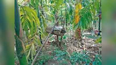 ಆನೆ ಹಾವಳಿ ತಡೆಗೆ ಪರಿಸರ ಸ್ನೇಹಿ ವಿಧಾನ