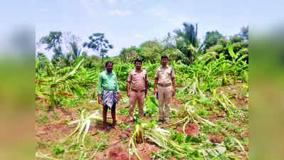 ರೈತನ ಜಮೀನಿಗೆ ಕಾಡಾನೆ ಹಿಂಡು ಲಗ್ಗೆ:
ಲಕ್ಷಾಂತರ ರೂ. ಬೆಳೆ, ಕೃಷಿ ಪರಿಕರ ನಾಶ