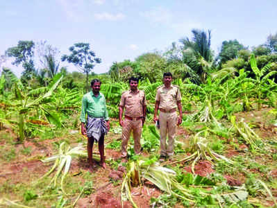 ರೈತನ ಜಮೀನಿಗೆ ಕಾಡಾನೆ ಹಿಂಡು ಲಗ್ಗೆ:
ಲಕ್ಷಾಂತರ ರೂ. ಬೆಳೆ, ಕೃಷಿ ಪರಿಕರ ನಾಶ