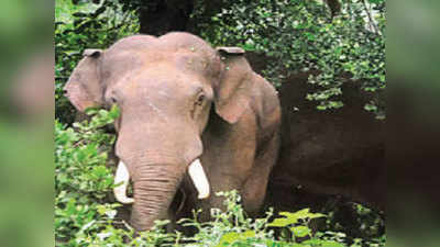 कोयंबटूरः हाथी ने 7 साल की बच्ची को सूंड़ में लपेटकर जमीन पर पटका, मौत