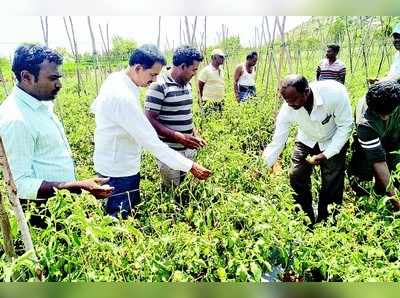 ಬಿರುಗಾಳಿಗೆ ಕ್ಯಾಪ್ಸಿಕಮ್‌, ಟೊಮೇಟೊ ನಾಶ