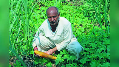 ಮುಚ್ಚಂಡಿ ಸವತೆ; ಕಬ್ಬಿನ ಜತೆ ಭರ್ಜರಿ ಫಸಲು