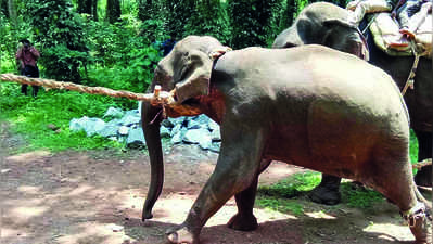 ಕಾಫಿತೋಟದಲ್ಲಿ ಬೀಡುಬಿಟ್ಟಿದ ಪುಂಡಾನೆ ಸೆರೆ