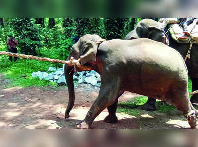 ಕಾಫಿತೋಟದಲ್ಲಿ ಬೀಡುಬಿಟ್ಟಿದ ಪುಂಡಾನೆ ಸೆರೆ