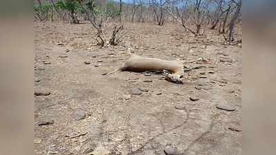 जळगावः मोयखेडा-दिगरमध्ये ३५ वन्यप्राण्यांचा मृत्यू