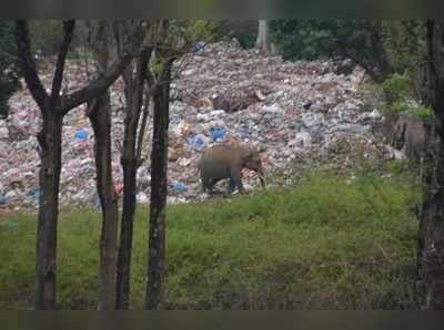 കാട്ടില്‍ നിറയെ പ്ലാസ്റ്റിക് മാലിന്യം; തീറ്റതേടി ആന