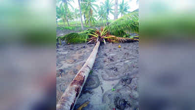 ಚಾಮರಾಜನಗರದ ಜಿಲ್ಲಾದ್ಯಂತ ಉತ್ತಮ ಮಳೆ