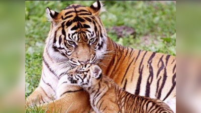 महाराष्ट्रः पांच साल में 60 बाघ बढ़े, शावकों की संख्या 250 पहुंची