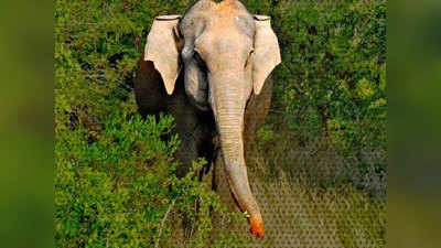 जंगली हाथी के हमले में लड़की की मौत, मां और छोटी बहन घायल