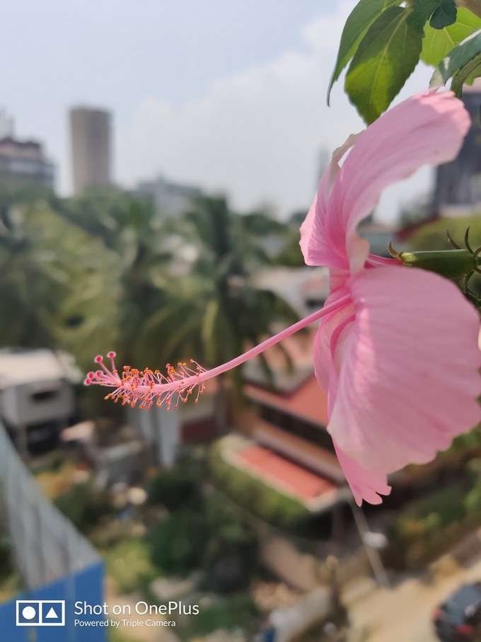 OnePlus Flower