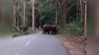 ಸುಳ್ಯದ ಮಂಡೆಕೋಲು ಪರಿಸರದಲ್ಲಿ ಆನೆ ಹಾವಳಿ: ಜನತೆಗೆ ಸಂಕಷ್ಟ