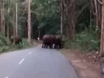 ಸುಳ್ಯದ ಮಂಡೆಕೋಲು ಪರಿಸರದಲ್ಲಿ ಆನೆ ಹಾವಳಿ: ಜನತೆಗೆ ಸಂಕಷ್ಟ