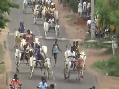 மழைக்காக சீறிப் பாய்ந்த மாட்டு வண்டிகள்; மேலூரில் அட்டகாசமான பந்தயம்!