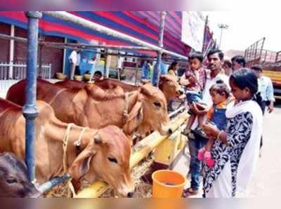 ಗೋಪಾಲಕ ನಗರದಲ್ಲಿ ದೇಶೀ ಗೋ ತಳಿಗಳ ಸಂಗಮ