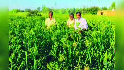 ಗುಣಿ ಪದ್ಧತಿ ರಾಗಿ; ಅಪರಿಮಿತ ಫಸಲು