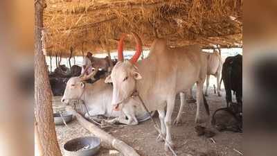 भरपूर बारिश होने तक जानवरों को चारा-पानी देगी महाराष्‍ट्र सरकार