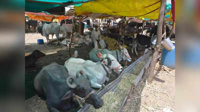 महाराष्ट्र: पशु कैंप में रहने को मजबूर हैं सूखे की मार से ग्रस्त किसान