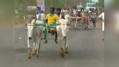 சீறிப் பாய்ந்த காளைகள்; தாவி ஓடிய குதிரைகள்- களைகட்டிய புதுக்கோட்டை திருவிழா!