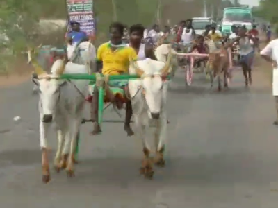 சீறிப் பாய்ந்த காளைகள்; தாவி ஓடிய குதிரைகள்- களைகட்டிய புதுக்கோட்டை திருவிழா!