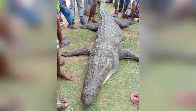 ಕುರಿ ತಿಂದು ಜೀರ್ಣಿಸಿಕೊಳ್ಳಲಾಗದೆ ಮೊಸಳೆ ಸಾವು