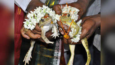 कर्नाटकः बारिश के लिए कराई मेंढक की शादी, दूल्हा-दुलहन की तरह सजे वरुण-वर्षा