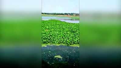 ವಿಷವಾದ ತಿಪ್ಪಗೊಂಡನಹಳ್ಳಿ ಜಲಾಶಯದ ಹಿನ್ನೀರು !