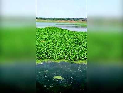 ವಿಷವಾದ ತಿಪ್ಪಗೊಂಡನಹಳ್ಳಿ ಜಲಾಶಯದ ಹಿನ್ನೀರು !