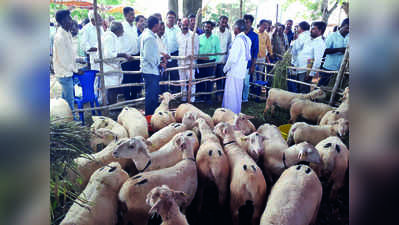 ಬಂಡೂರು ಕುರಿ ತಳಿ ಉಳಿವಿಗೆ ಮುಂದಾಗಿ