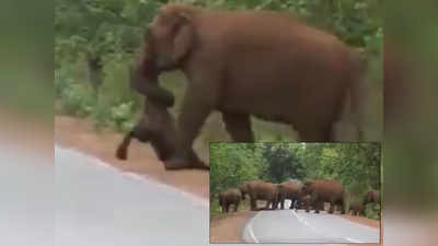 ಕರುಳು ಹಿಂಡುವ ವೀಡಿಯೋ: ಅಂತ್ಯಕ್ರಿಯೆಗೆ ಮರಿಯ ಶವ ಹೊತ್ತೊಯ್ಯುತ್ತಿರುವ ಆನೆಗಳ ಗುಂಪು