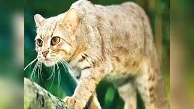 गुजरात के जंगलों में दिखी दुनिया की सबसे छोटी दुर्लभ बिल्‍ली