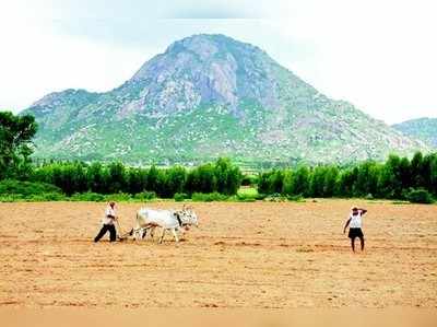 ಕೃಷಿ ಚಟುವಟಿಕೆ ಬಿರುಸು, ರೈತರ ಮೊಗದಲ್ಲಿ ಸೊಗಸು