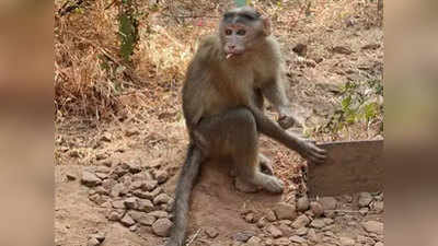 ट्रक में बैठ दावत उड़ा रहा था बंदरों का झुंड, आम की खेप के नीचे मिला 800 किलो गांजा