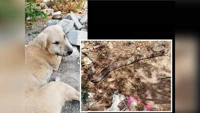 पुणे: भटक्या कुत्रीचे बलिदान, सापाशी दिला लढा