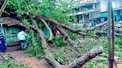 ಬಿರುಗಾಳಿಗೆ ಉರುಳಿದ ಅರಳಿಮರ