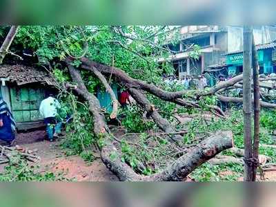 ಬಿರುಗಾಳಿಗೆ ಉರುಳಿದ ಅರಳಿಮರ