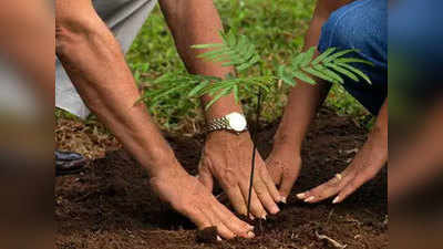 यूपी में 1 जुलाई से चलेगा पौधरोपण अभियान, लगाए जाएंगे 22 करोड़ पौधे