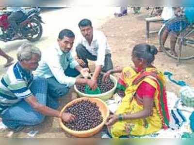 ಸೇಬಿಗಿಂತ ನೇರಳೆಹಣ್ಣು ತುಟ್ಟಿ