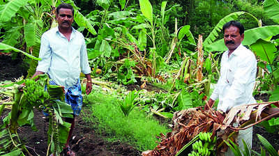 ಕದಳಿ ವನಕ್ಕೆ ಕಾಡಾನೆ ದಾಳಿ